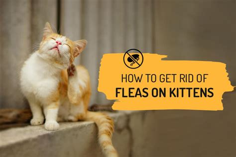 kitten pipette|How To Get Rid of Fleas on Kittens: 7 Vet Approved Steps.